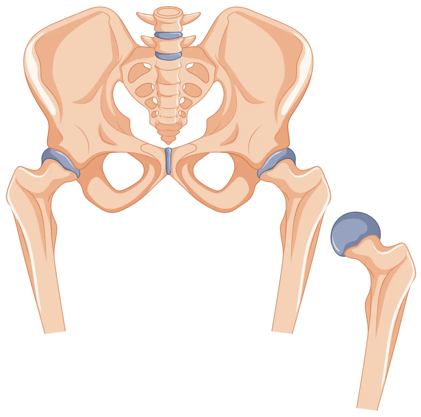 Hip bones in human body illustration